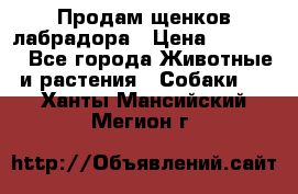 Продам щенков лабрадора › Цена ­ 20 000 - Все города Животные и растения » Собаки   . Ханты-Мансийский,Мегион г.